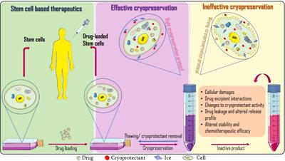 Incorporating Cryopreservation Evaluations Into the Design of Cell-Based Drug Delivery Systems: An <mark class="highlighted">Opinion Paper</mark>